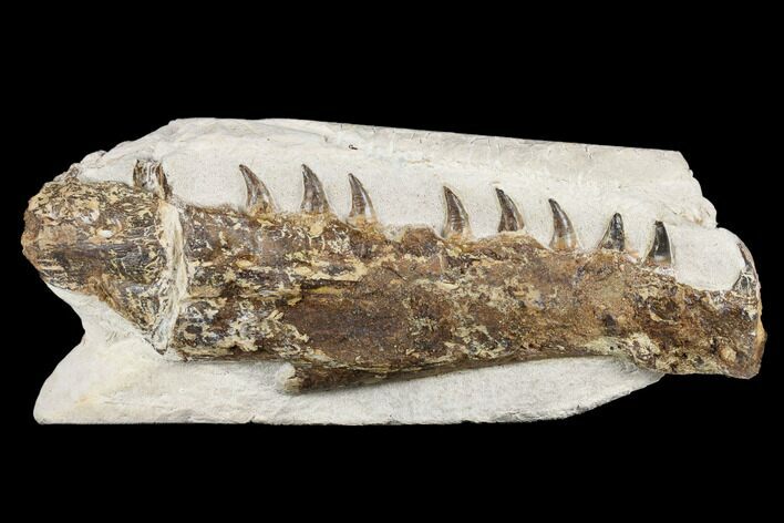 Fossil Mosasaur (Tethysaurus) Jaw Section - Asfla, Morocco #180850